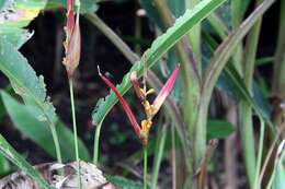 Image of parakeetflower