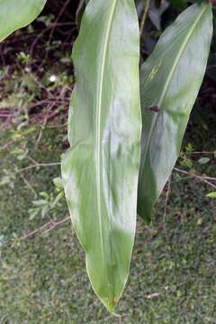 Image of white garland-lily