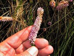 Image of Erica alopecurus var. alopecurus