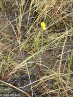 Plancia ëd Utricularia cornuta Michx.