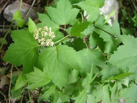 Imagem de Viburnum acerifolium L.