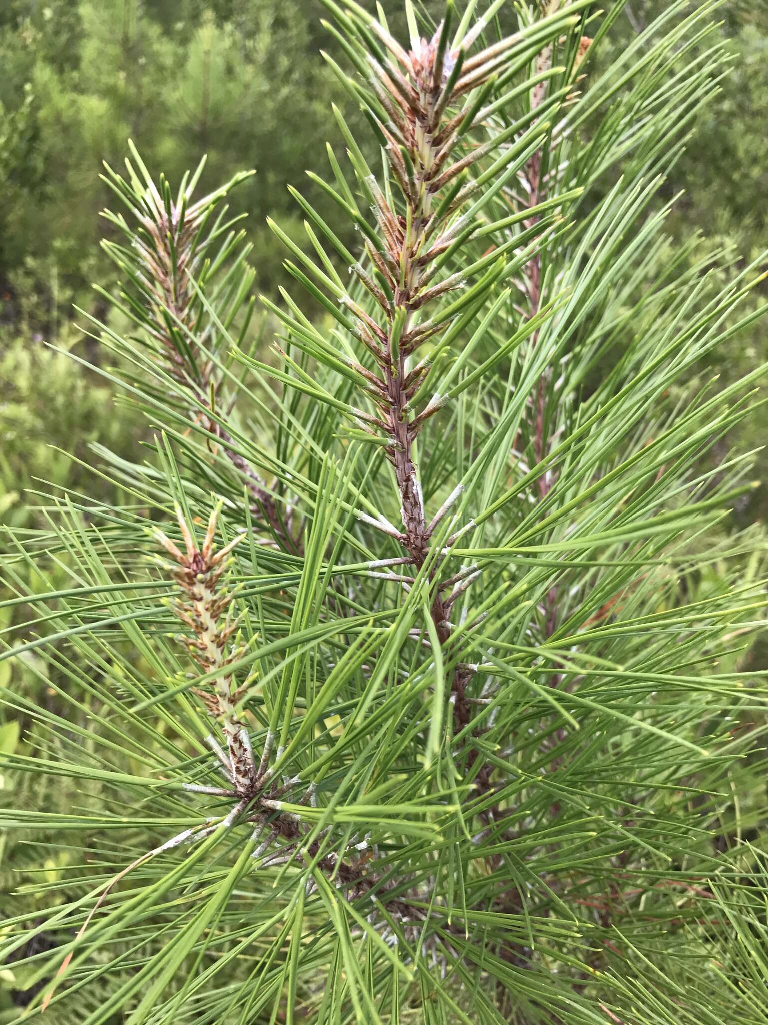 Image of Marsh Pine