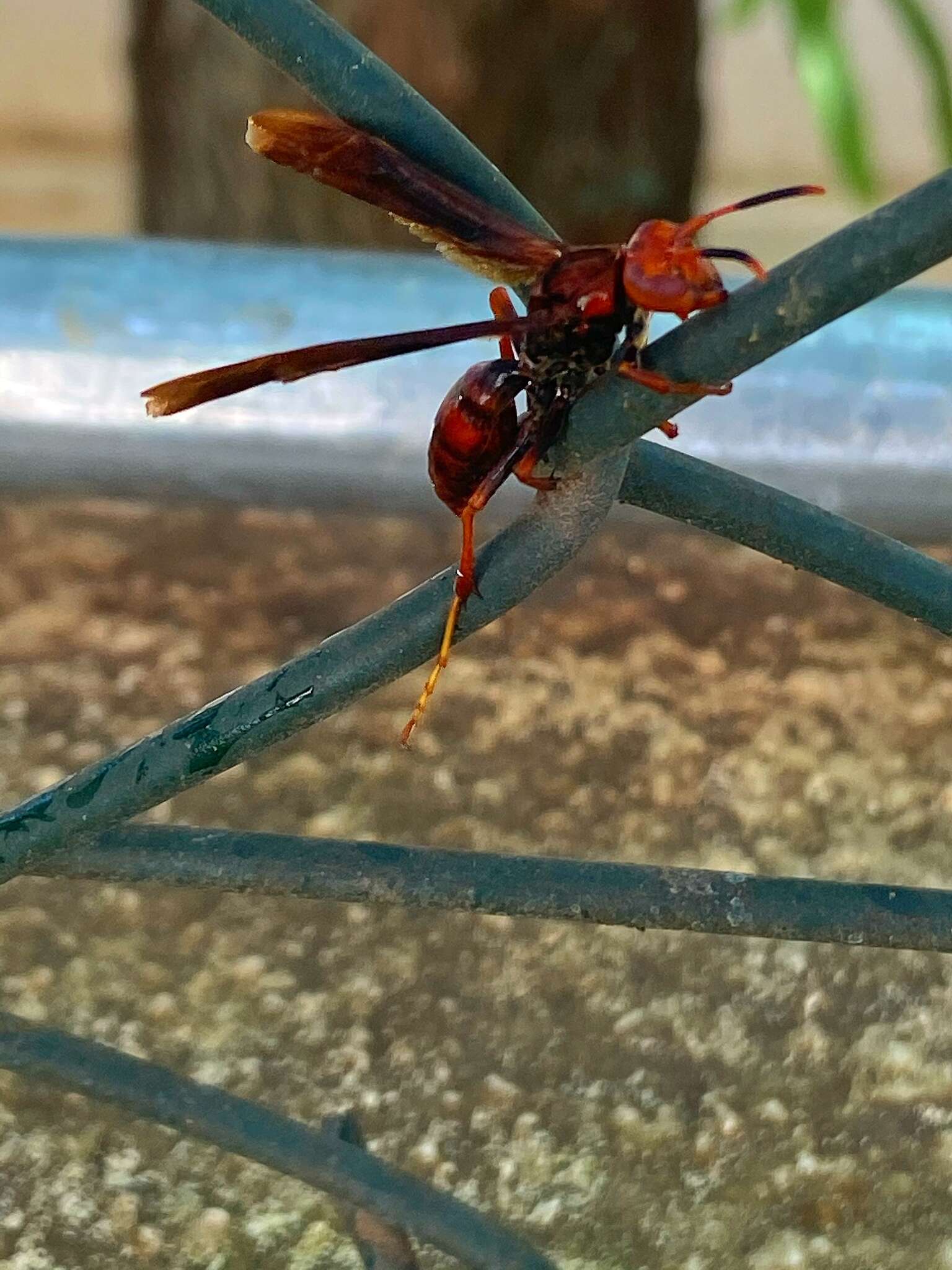 Image of Polistes lanio (Fabricius 1775)