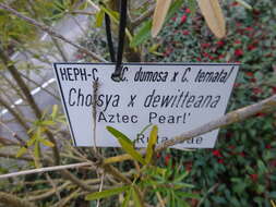 Image de <i>Choisya</i> × <i>dewitteana</i> Geerinck