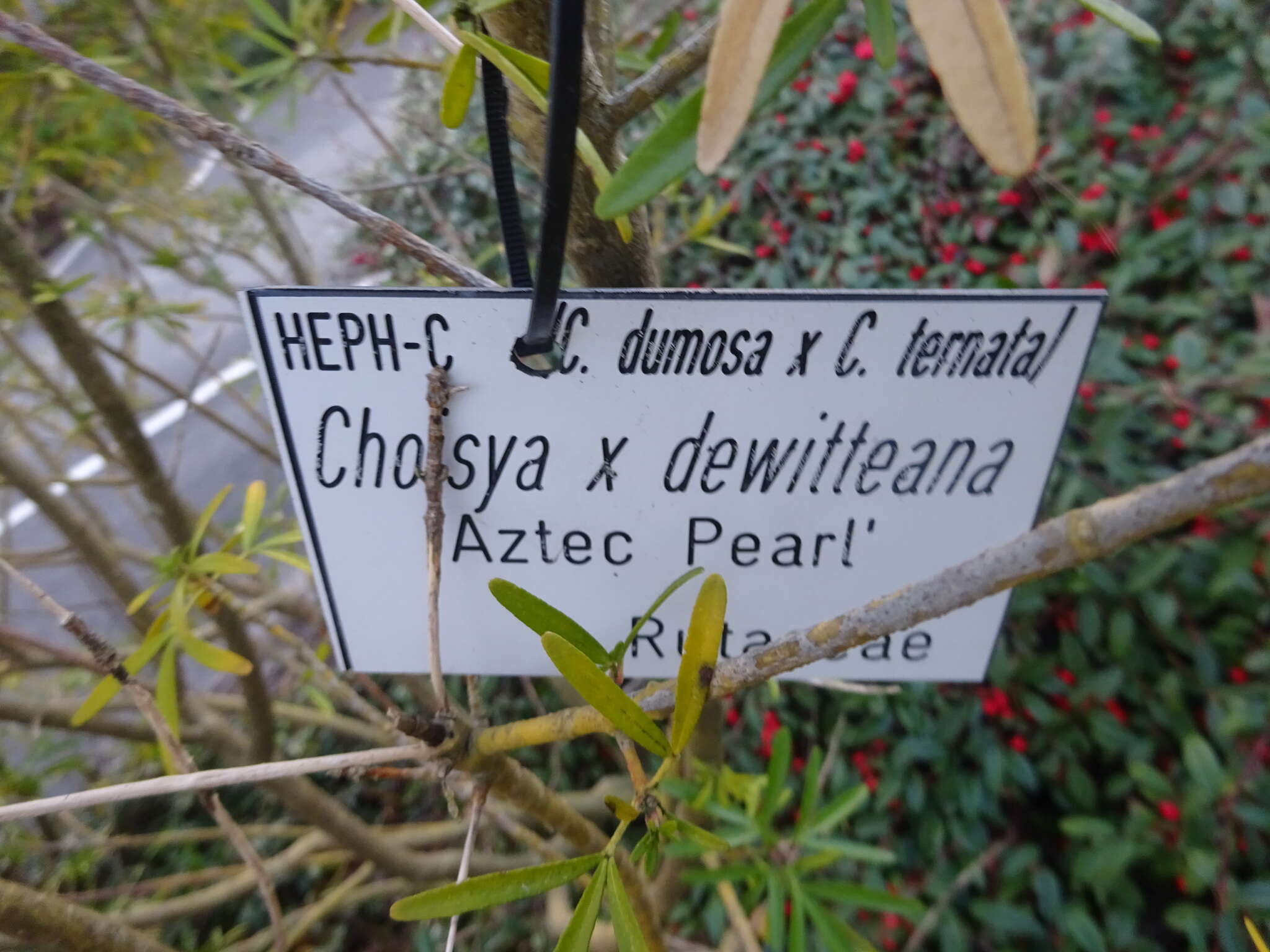 Image de <i>Choisya</i> × <i>dewitteana</i> Geerinck