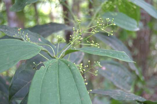 Imagem de Aiouea neurophylla (Mez & Pittier) R. Rohde