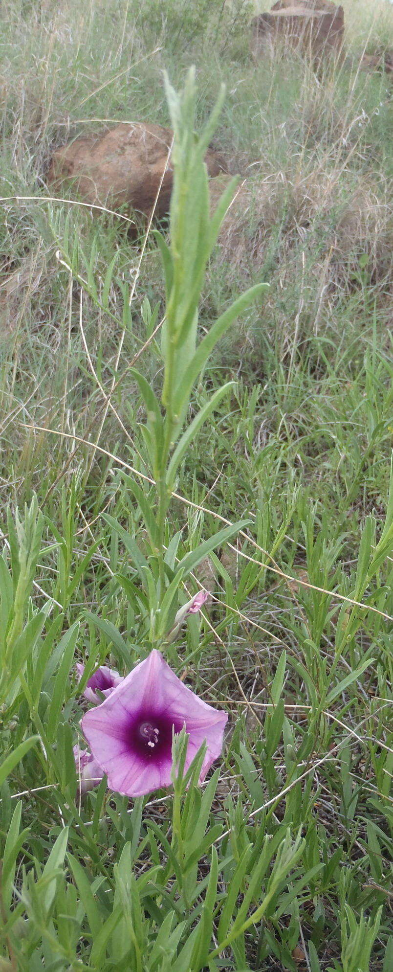 Image of Ipomoea oenotheroides (L. fil.) A. Meeuse & Welman