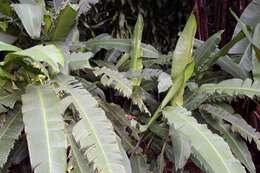 Plancia ëd Heliconia latispatha Benth.