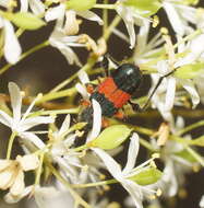 Image of Obrida fascialis (White 1846)