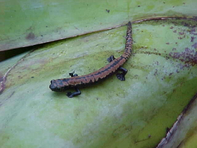 Image of Black-and-Gold Salamander
