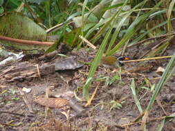 Image of Orange-billed Sparrow