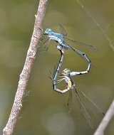 Image of Amber-winged Spreadwing