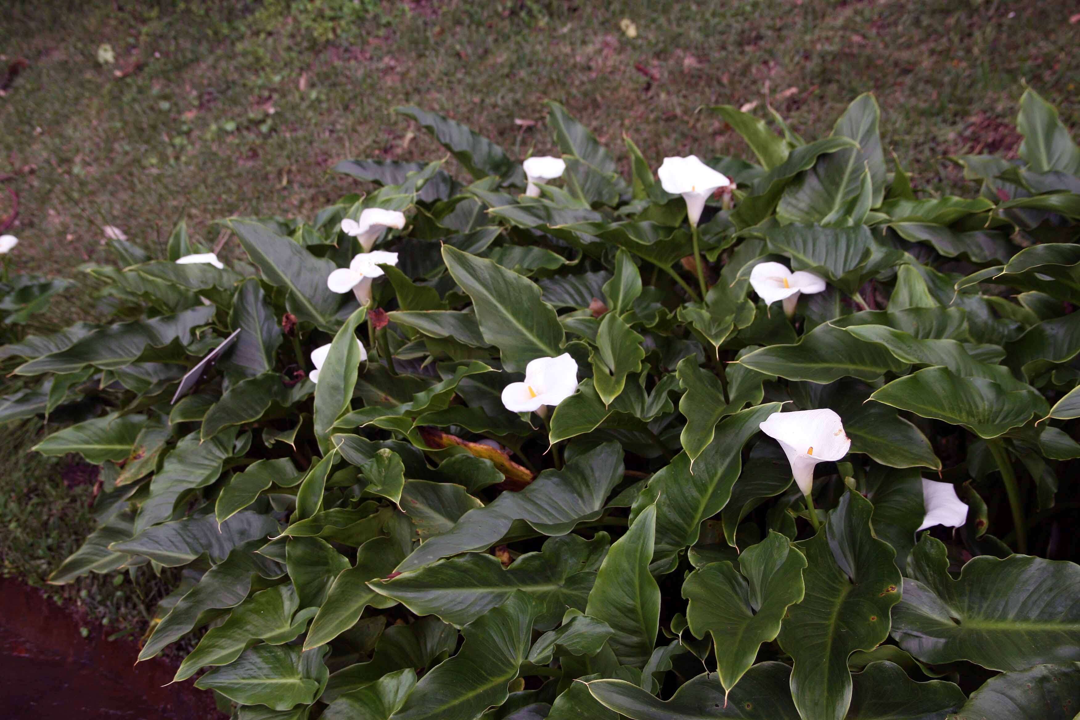 Image of Arum lily