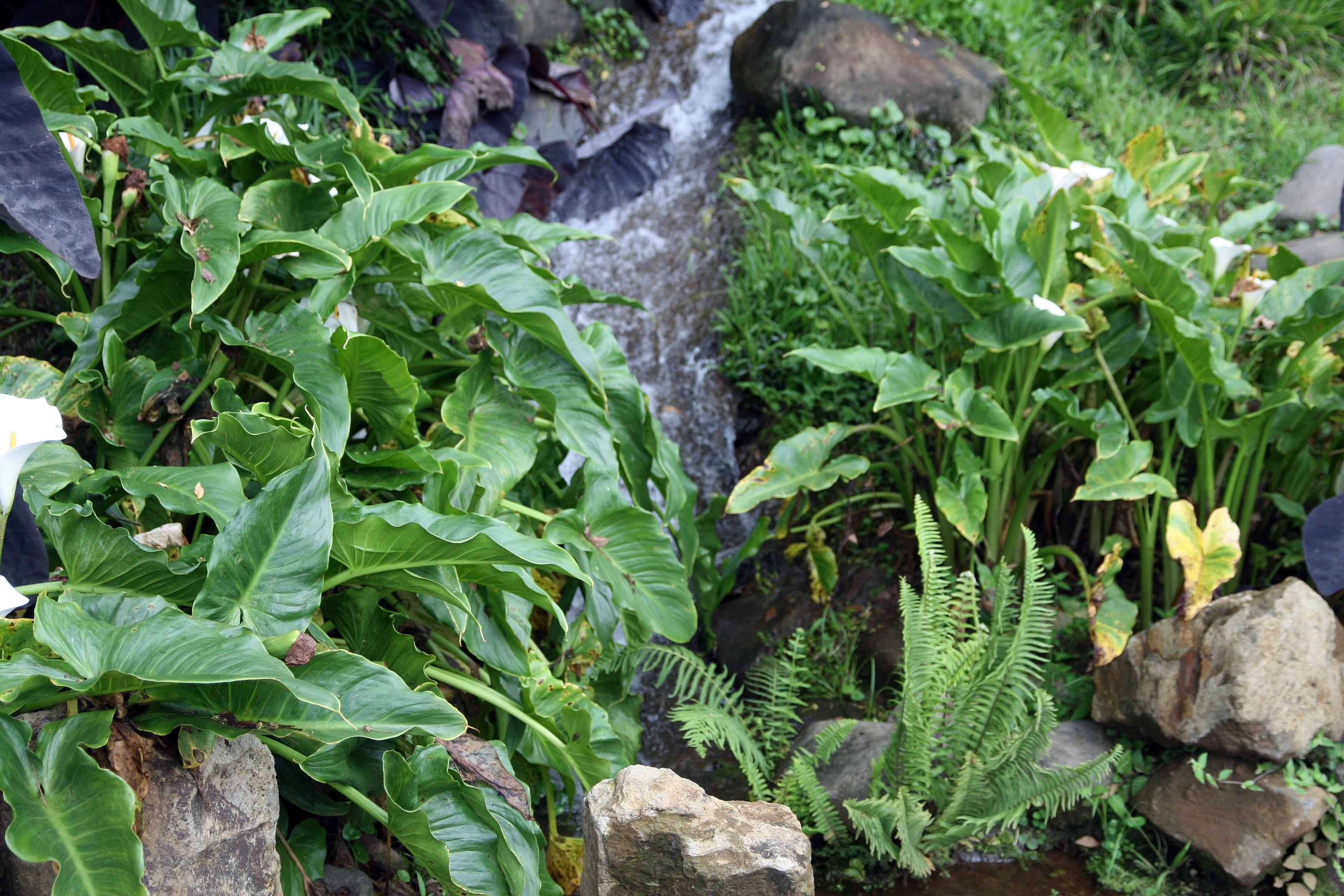 Image of Arum lily