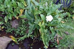 Image of Arum lily