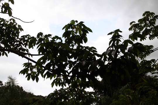 Imagem de Cochlospermum vitifolium (Willd.) Spreng.