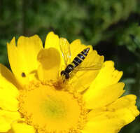 Sphaerophoria scripta (Linnaeus 1758) resmi