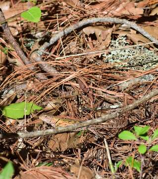 Image of Sierra Juarez Spiny Lizard