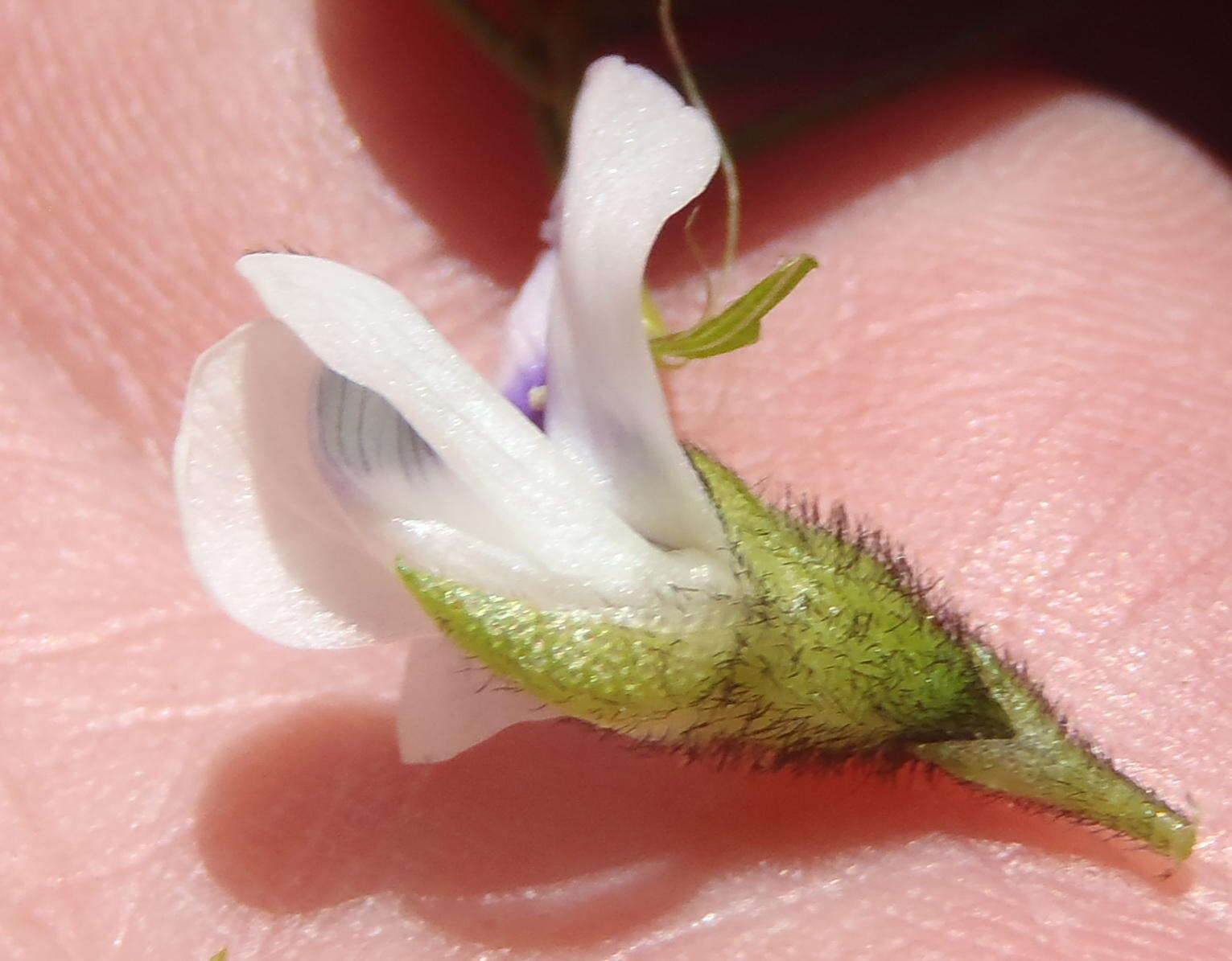Image of Psoralea kougaensis
