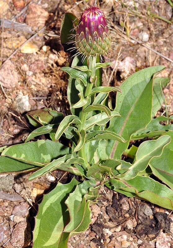 Image de Klasea flavescens subsp. mucronata (Desf.) P. Cantó & S. Rivas-Martínez