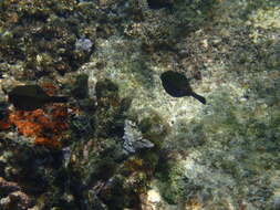 Image of Bluetail trunkfish