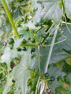 Image of white bryony