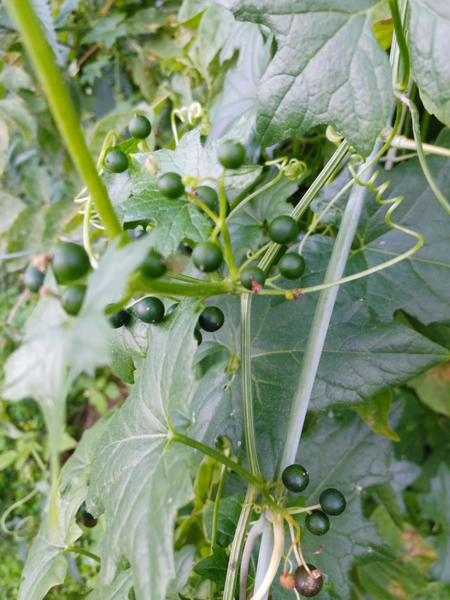 Image of white bryony