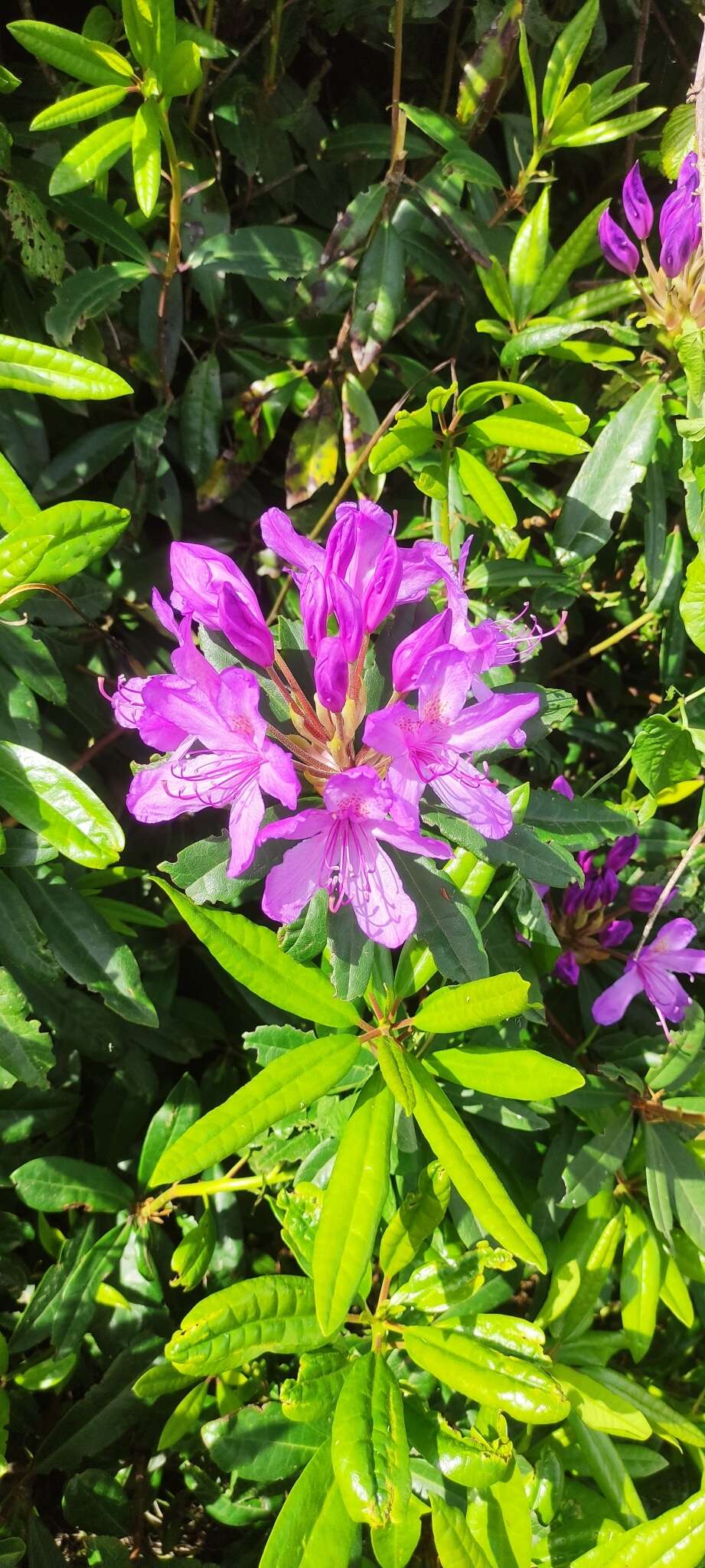 Imagem de Rhododendron ponticum subsp. baeticum (Boiss. & Reuter) Hand.-Mazz.