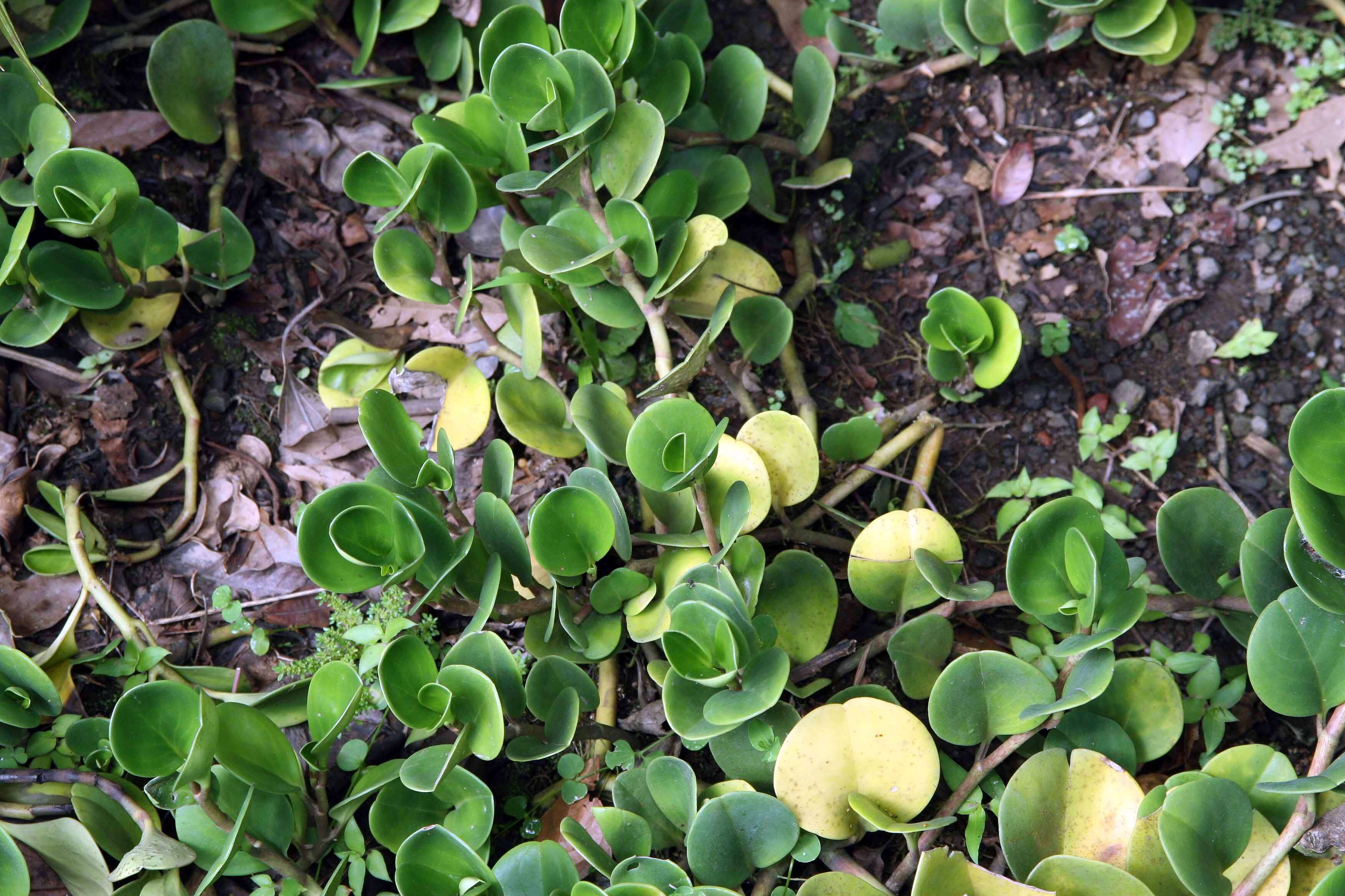 Peperomia obtusifolia (L.) A. Dietr. resmi