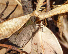 Image of Hesperilla donnysa Hewitson 1868