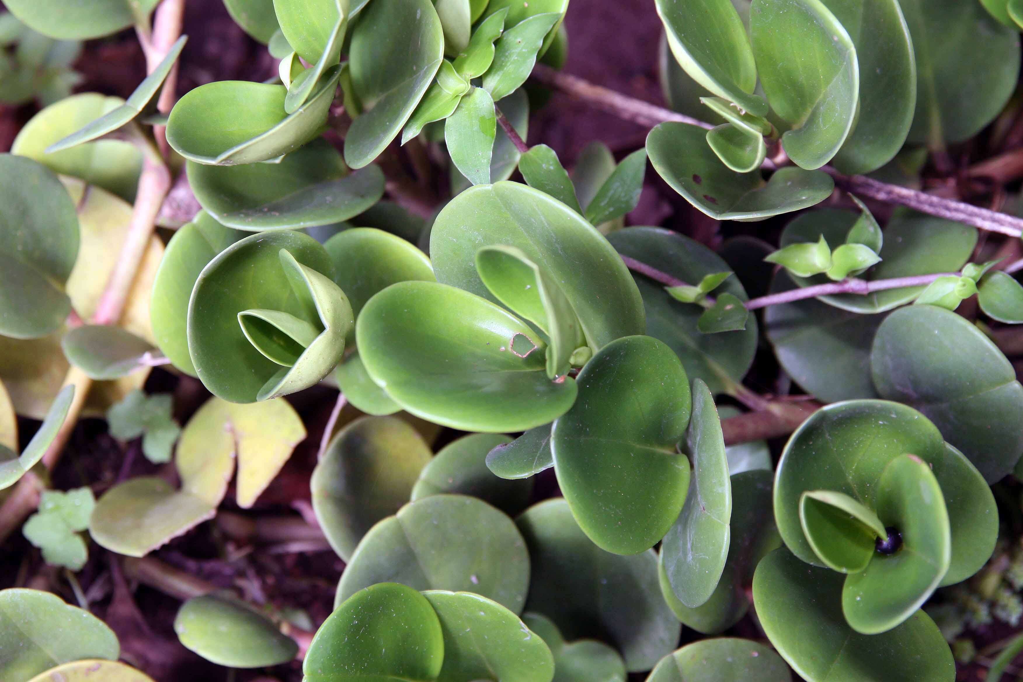 Peperomia obtusifolia (L.) A. Dietr. resmi