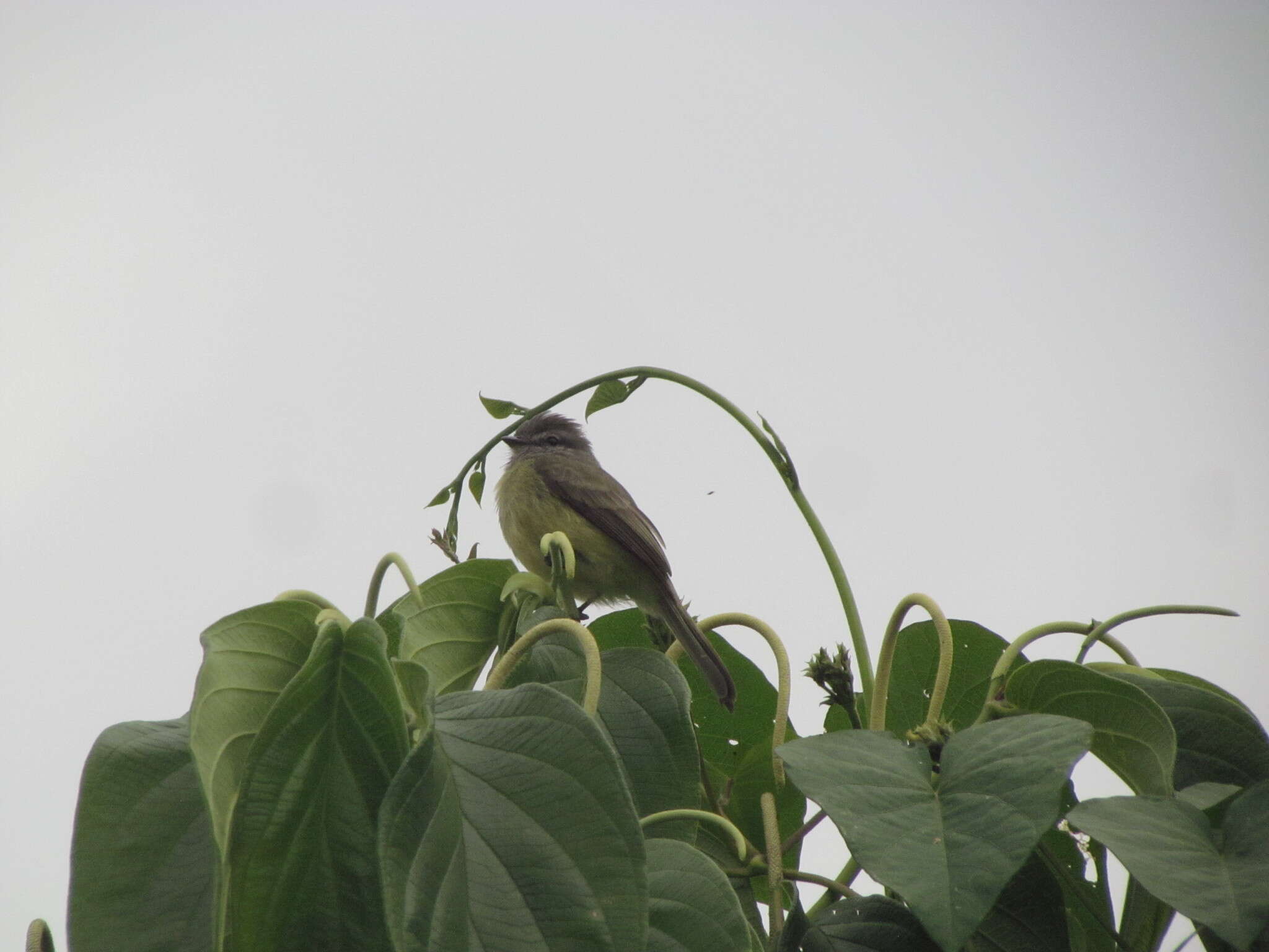 Image of Sooty-headed Tyrannulet