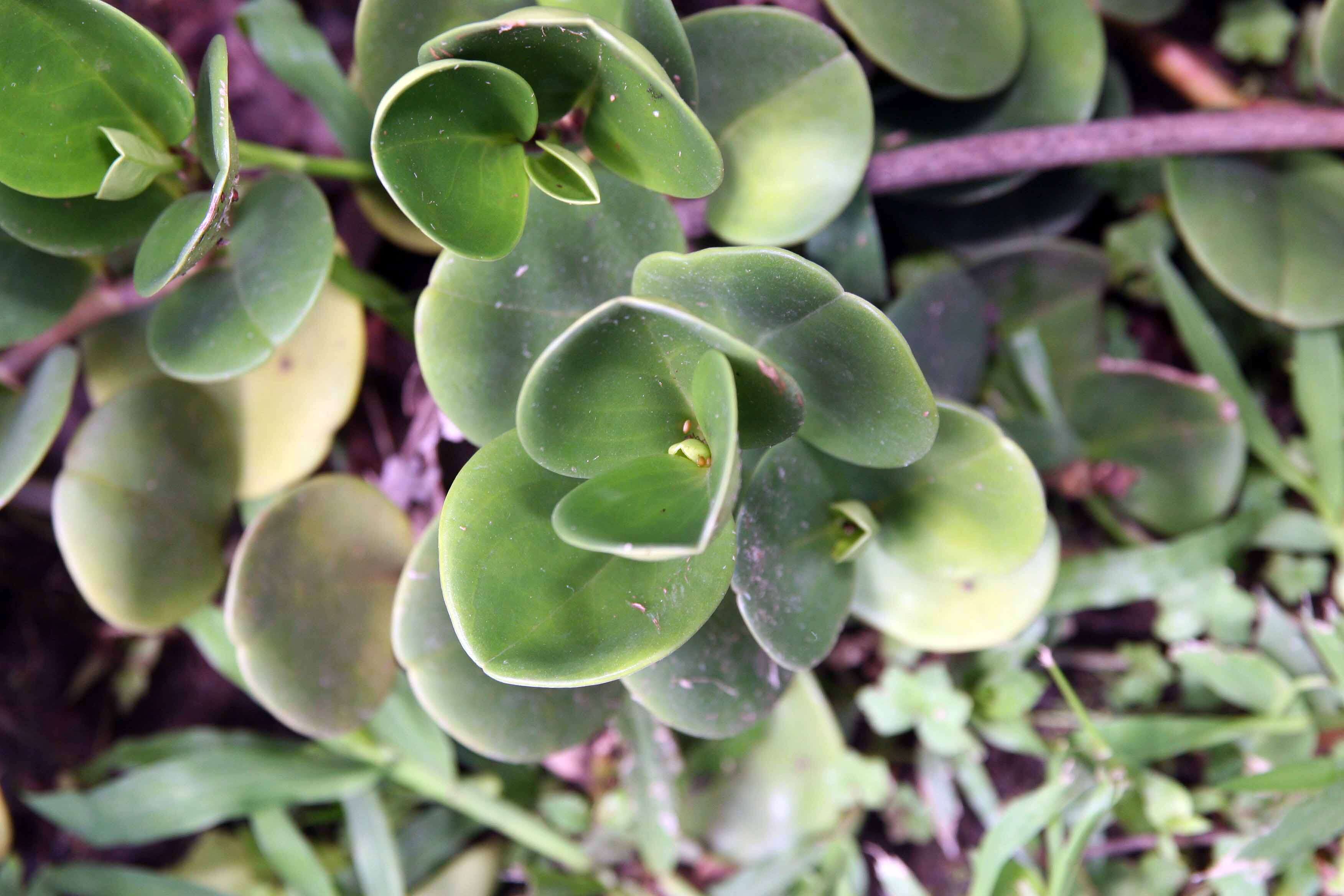 Peperomia obtusifolia (L.) A. Dietr. resmi