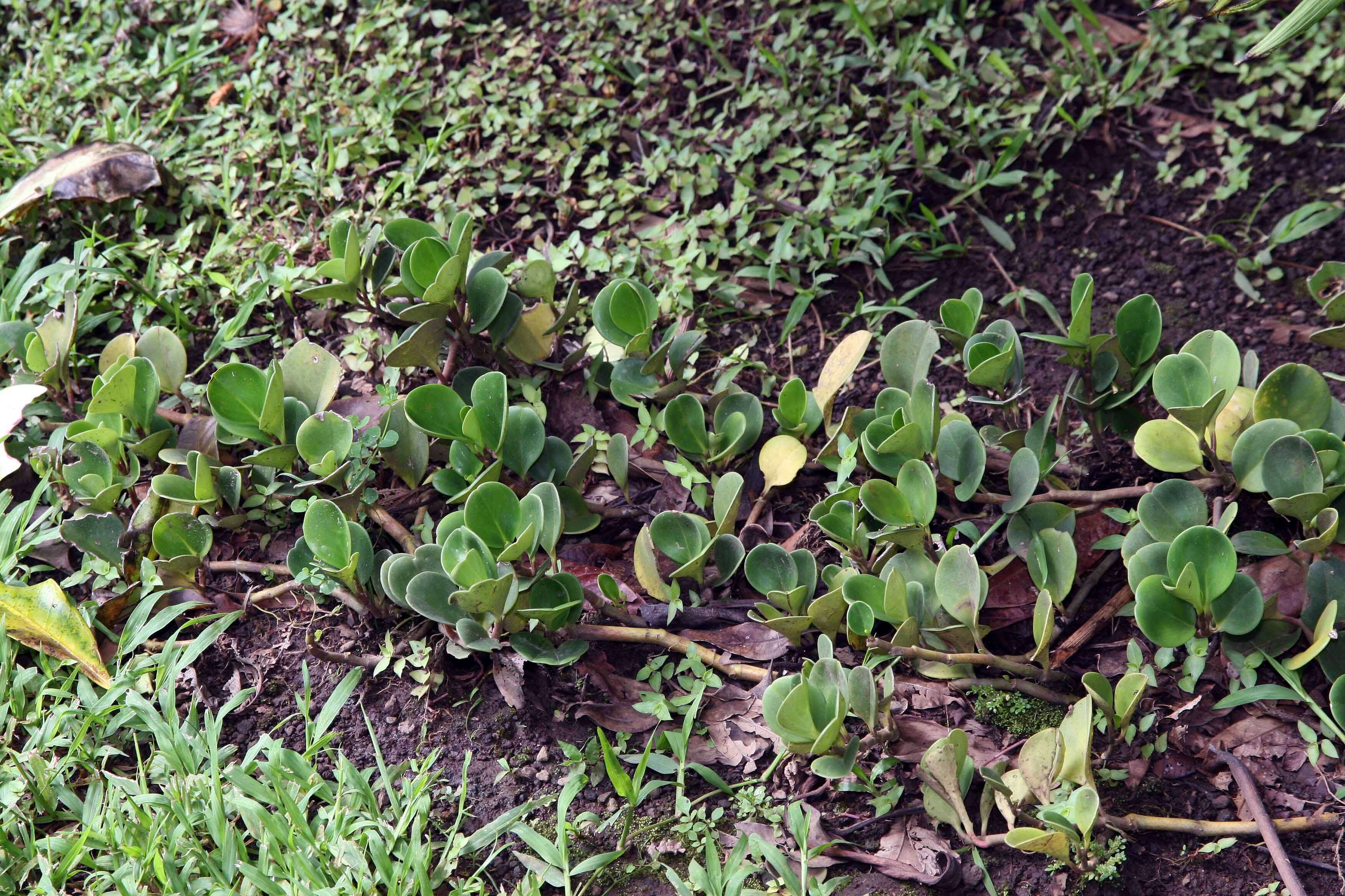 Peperomia obtusifolia (L.) A. Dietr. resmi