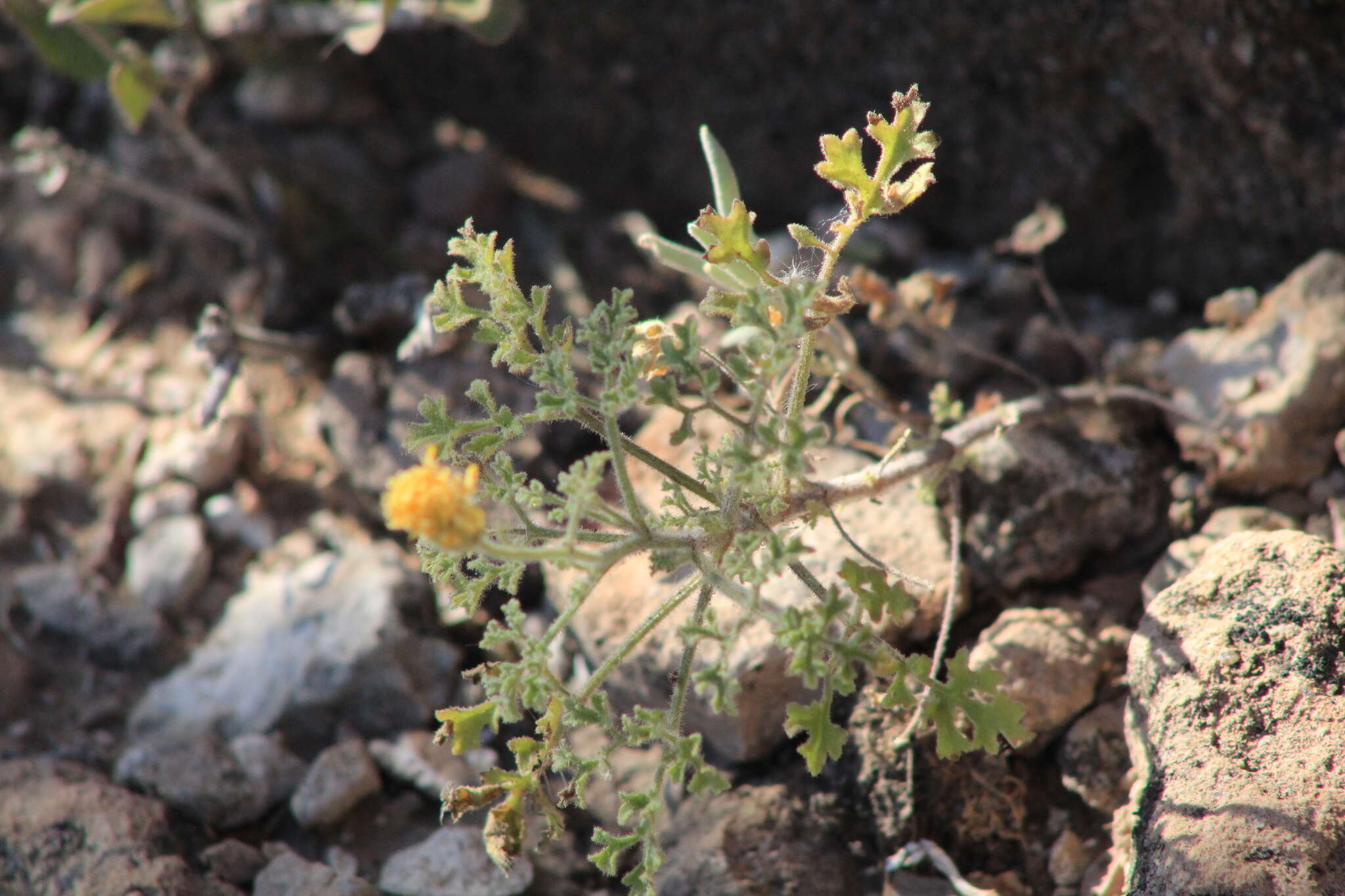 Image of Parry's rockdaisy