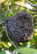 Image of Asian dwarf honey bee