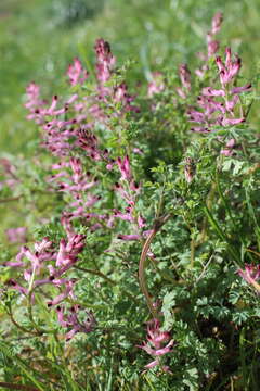 Image of fumitory