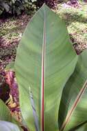 Imagem de Ensete ventricosum (Welw.) Cheesman