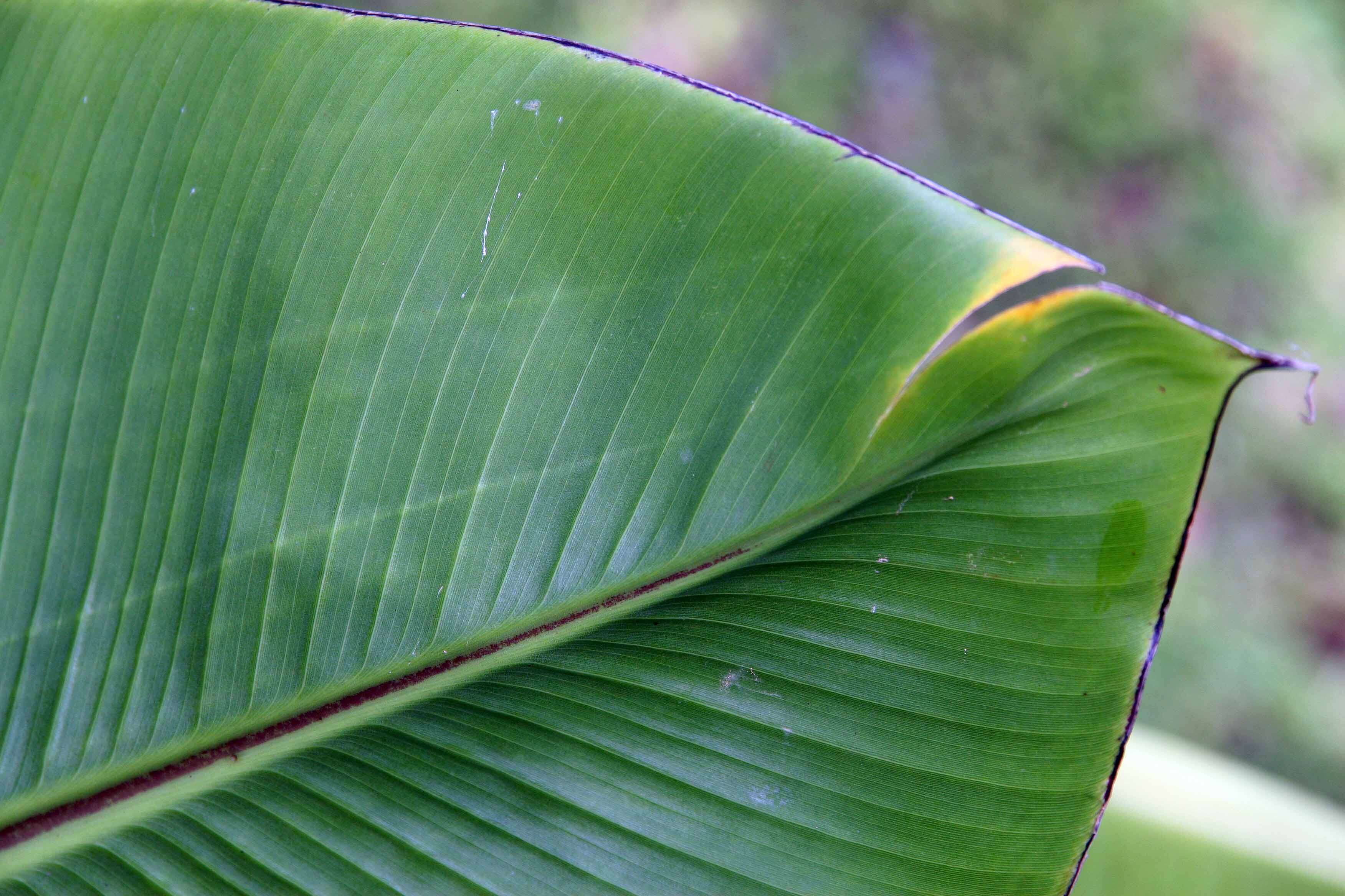 Imagem de Ensete ventricosum (Welw.) Cheesman