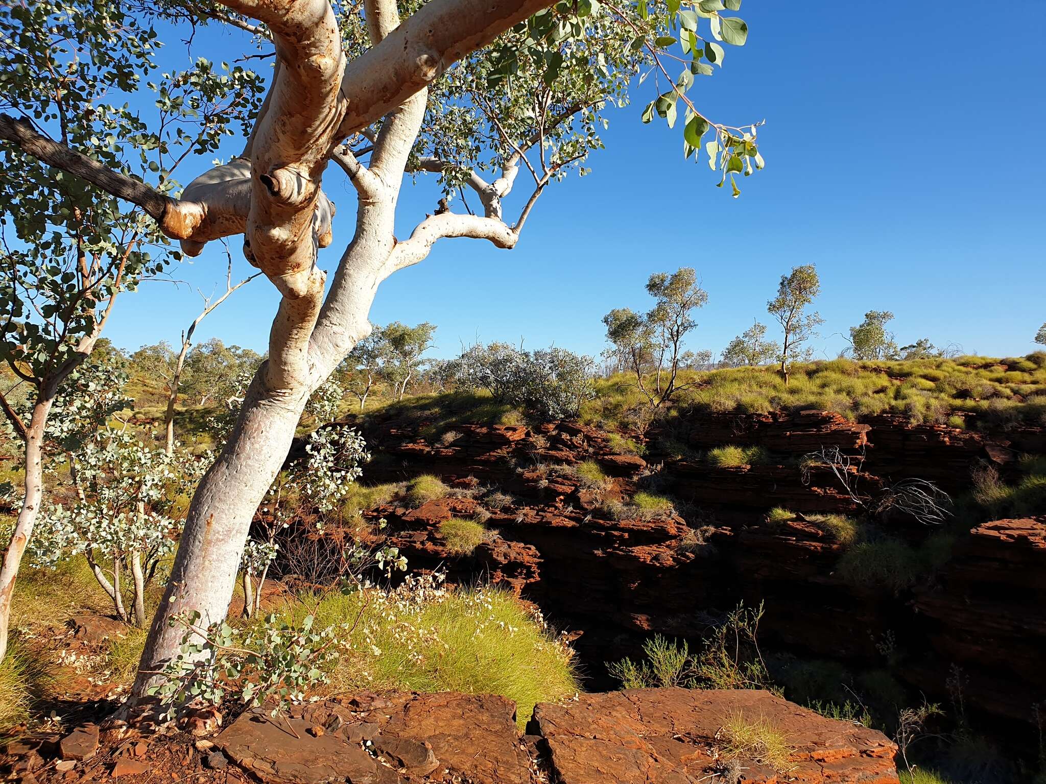 Image of Eucalyptus leucophloia subsp. leucophloia