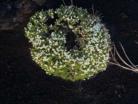 Image de Pseudocherleria macrocarpa (Pursh) Dillenb. & Kadereit