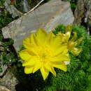 Image of Adonis pyrenaica DC.