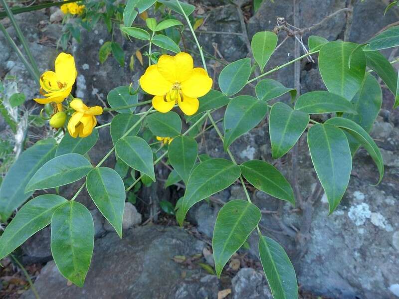 Plancia ëd Senna floribunda (Cav.) H. S. Irwin & Barneby