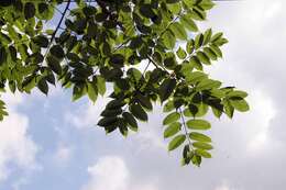 Image of gumbo limbo