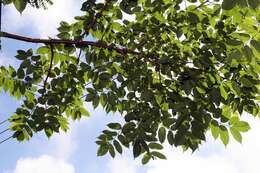 Image of gumbo limbo