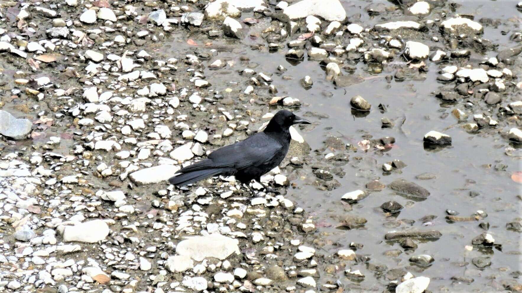 Image of Corvus macrorhynchos japonensis Bonaparte 1850