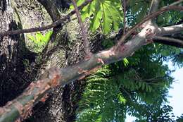 Image of gumbo limbo