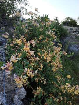 Image of Etruscan honeysuckle