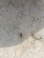 Image of Florida Carpenter Ant