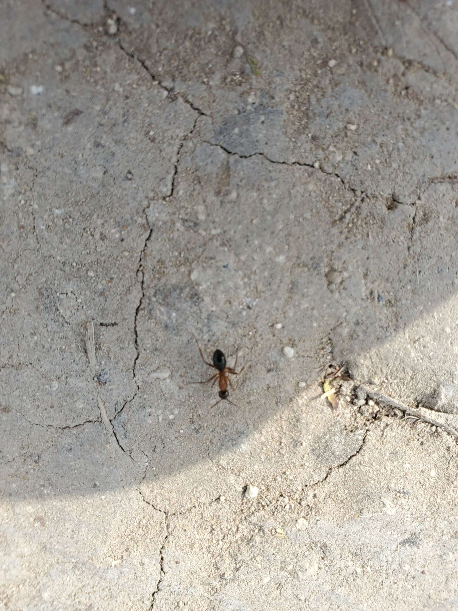 Image of Florida Carpenter Ant